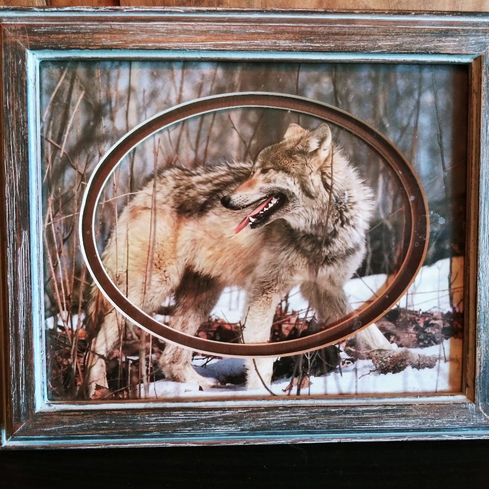 Wolf framed photo